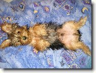 Jork��rsk� terier, Yorkshire Terrier,