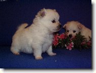 Deutscher spitz - Mittelspitz, German Spitz � Medium size Spitz
