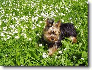 Jork��rsk� terier, Yorkshire Terrier,