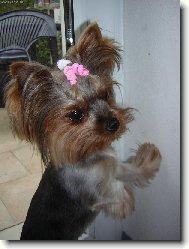 Jork��rsk� terier, Yorkshire Terrier,