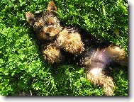 Jork��rsk� terier, Yorkshire Terrier,