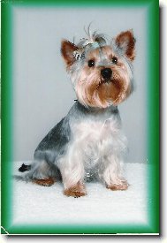 Jork��rsk� terier, Yorkshire Terrier,