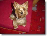 Jork��rsk� terier, Yorkshire Terrier,