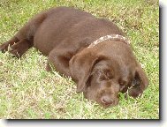 Labrador Retriever