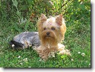 Jork��rsk� terier, Yorkshire Terrier,