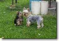 Jork��rsk� terier, Yorkshire Terrier,