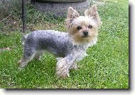 Jork��rsk� terier, Yorkshire Terrier,