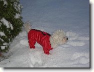 Bichon � poil fris�, Bichon Frise