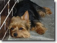 Jork��rsk� terier, Yorkshire Terrier,