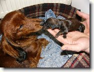 Dachshund