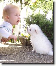 Deutscher spitz - Mittelspitz, German Spitz � Medium size Spitz