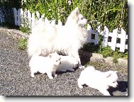 Deutscher spitz - Mittelspitz, German Spitz � Medium size Spitz