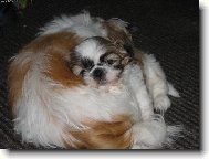 �icu, Shih-Tzu
