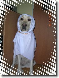 Labrador Retriever