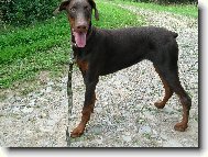 Dobermann, Doberman