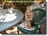 Jork��rsk� terier, Yorkshire Terrier,