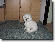Bichon � poil fris�, Bichon Frise