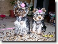 Jork��rsk� terier, Yorkshire Terrier,