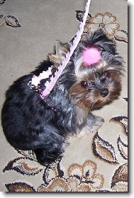 Jork��rsk� terier, Yorkshire Terrier,