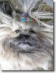�icu, Shih-Tzu
