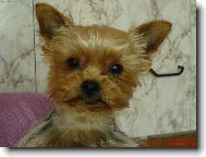 Jork��rsk� terier, Yorkshire Terrier,