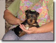 Jork��rsk� terier, Yorkshire Terrier,