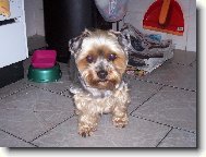 Jork��rsk� terier, Yorkshire Terrier,