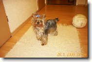 Jork��rsk� terier, Yorkshire Terrier,