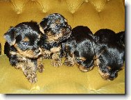Jork��rsk� terier, Yorkshire Terrier,