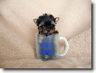 Jork��rsk� terier, Yorkshire Terrier,