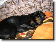 Dobermann, Doberman