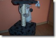 Neva cat, Neva Masquarade