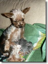 Jork��rsk� terier, Yorkshire Terrier,