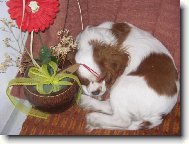 Cavalier King Charles Spaniel