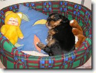 Jork��rsk� terier, Yorkshire Terrier,