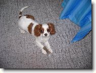 Cavalier King Charles Spaniel