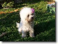 Bichon � poil fris�, Bichon Frise