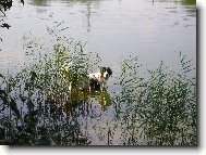 Landseer europ�isch-kontinentaler Typ, Landseer Continental-European type