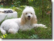 Poodle, Caniche