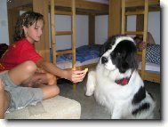 Landseer europ�isch-kontinentaler Typ, Landseer Continental-European type