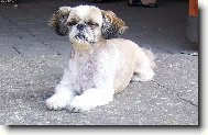 �icu, Shih-Tzu