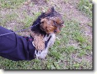 Jork��rsk� terier, Yorkshire Terrier,