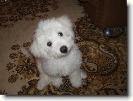 Bichon � poil fris�, Bichon Frise