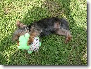 Jork��rsk� terier, Yorkshire Terrier,