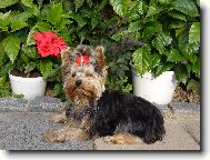 Jork��rsk� terier, Yorkshire Terrier,