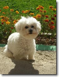 Bichon � poil fris�, Bichon Frise