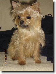 Jork��rsk� terier, Yorkshire Terrier,