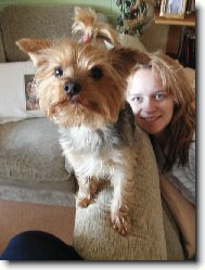 Jork��rsk� terier, Yorkshire Terrier,