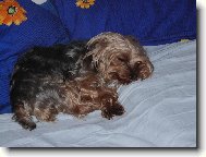Jork��rsk� terier, Yorkshire Terrier,