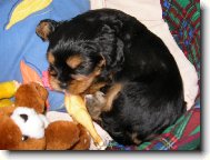 Jork��rsk� terier, Yorkshire Terrier,